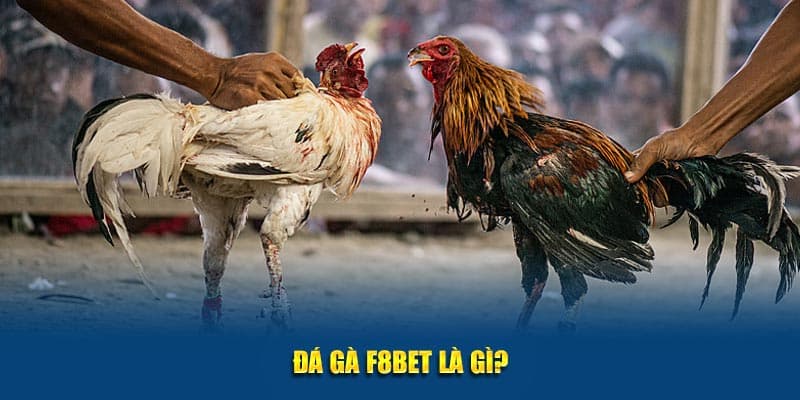 Giới thiệu sảnh chơi đá gà F8bet