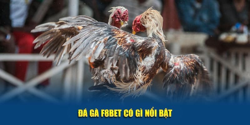 Sảnh đá gà cựa sắt siêu chất lượng