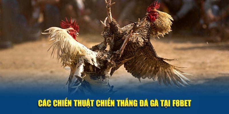 Các kinh nghiệm khi tham gia cược đá gà